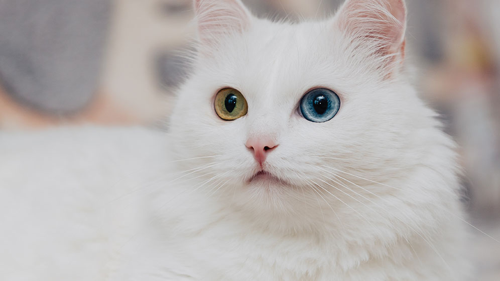 Berapa Lama Kucing Hidup? Fakta Usia dan Tips Perawatan